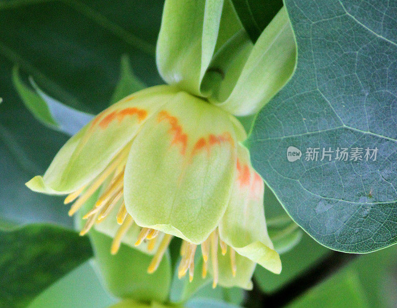 美国鹅掌楸(Liriodendron tulipifera)上的奶油花